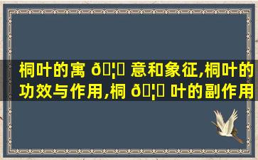 桐叶的寓 🦉 意和象征,桐叶的功效与作用,桐 🦁 叶的副作用
